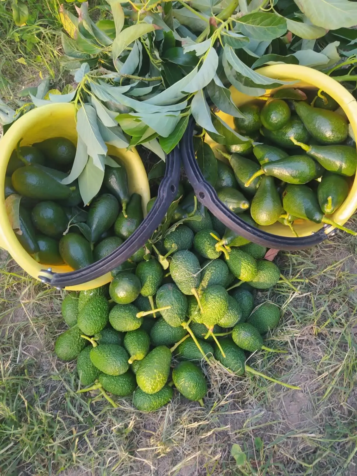 Avocats et fruits biologiques de saison