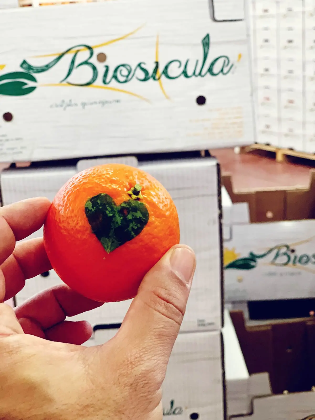 Cassetta di frutta biologica Biosiculà