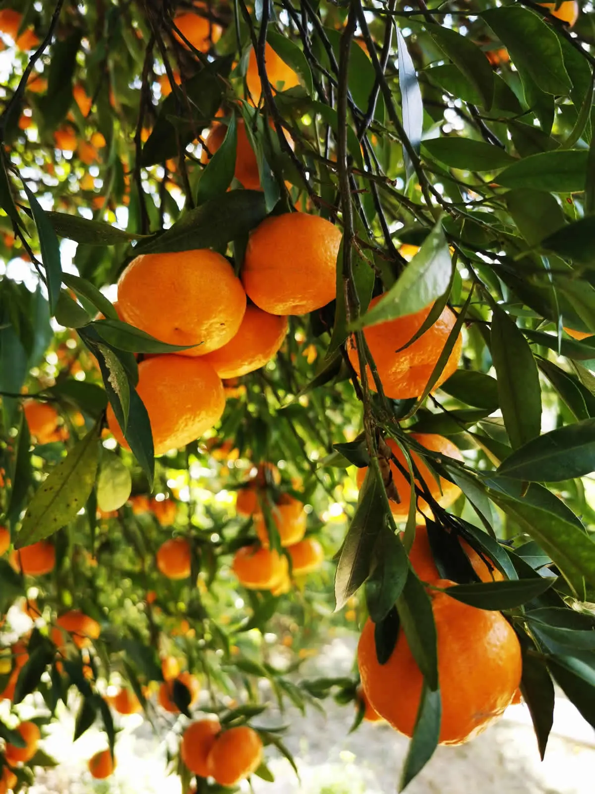 Frutta biologica