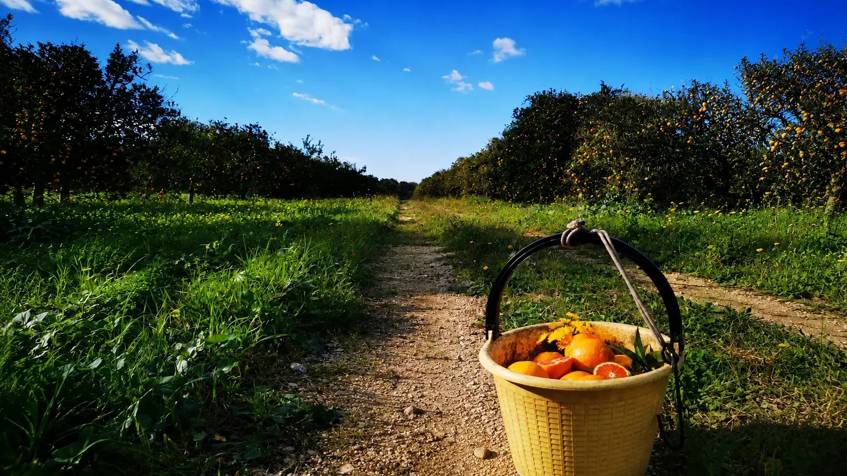 Récolte agricole Biosiculà
