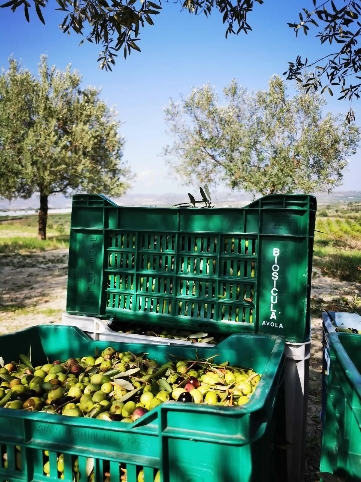 Olives siciliennes