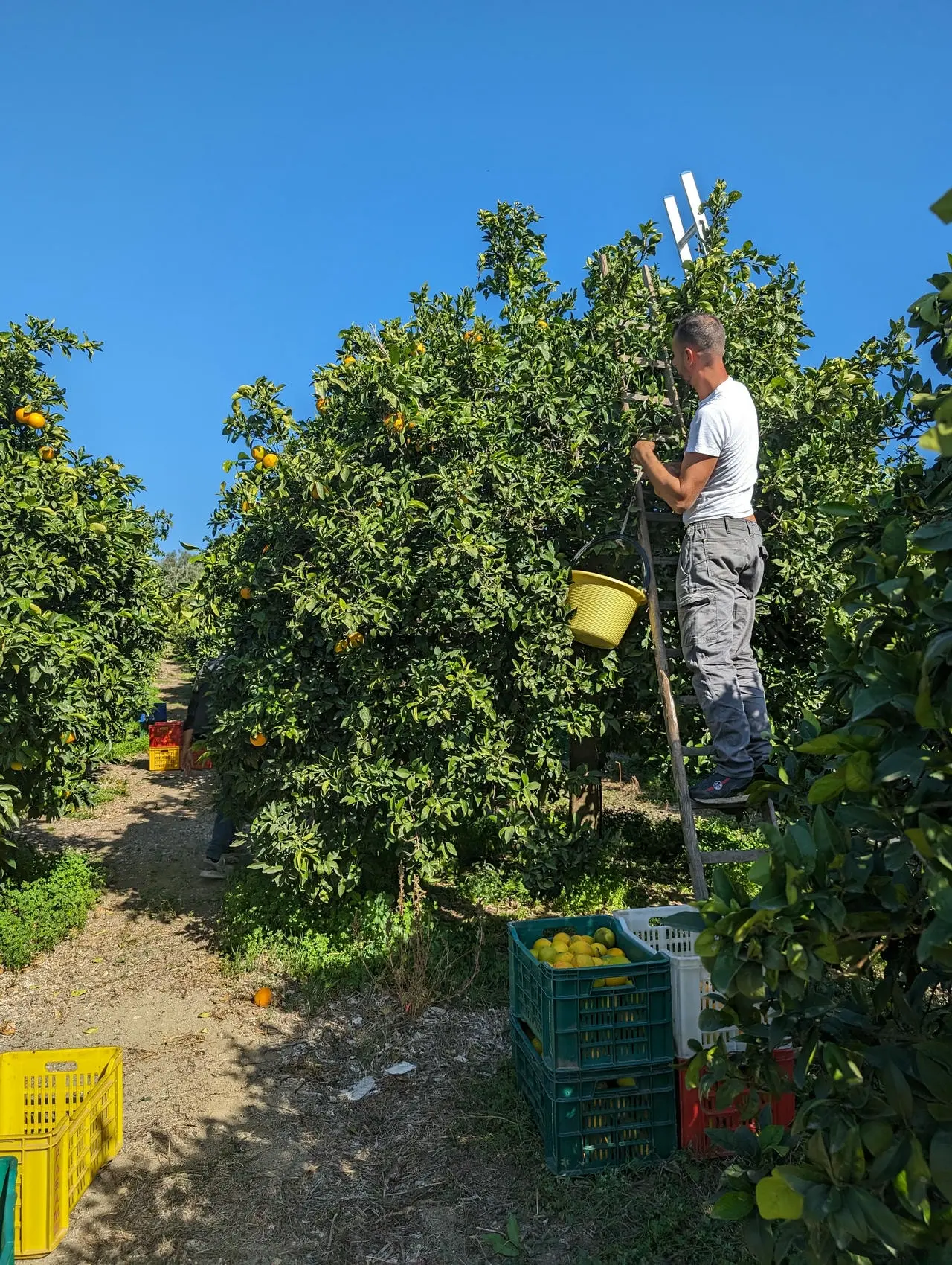 Récolte de fruits biologiques