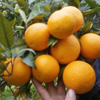 Acheter des nombrils oranges en ligne dans la boutique