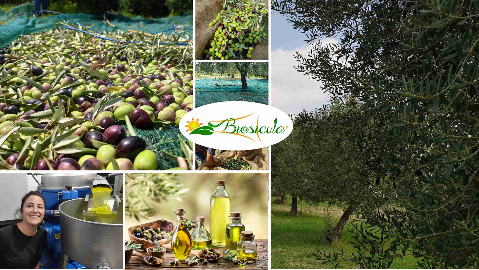 Huile d'olive extra-vierge piquante Fullspectrum - 250ml – HEMPI